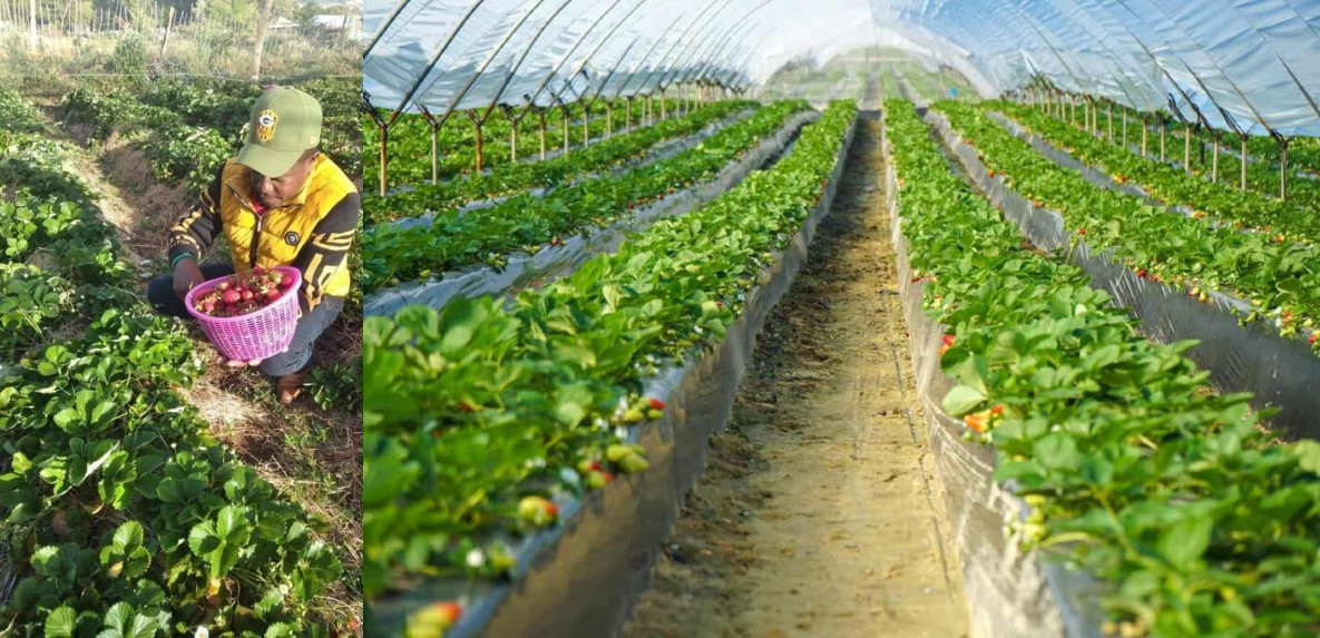 Man who quit banking job now making Sh10,000 daily from strawberry farming