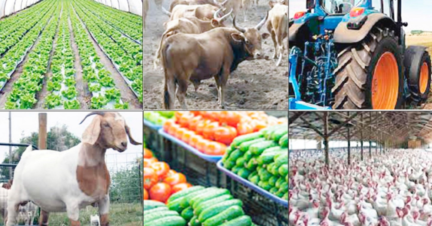 Five agribusiness solutions every farmer can get at Co-op Bank today