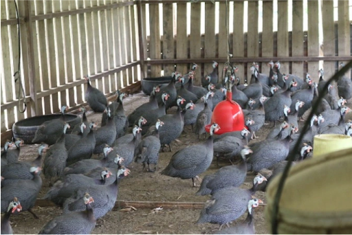 Inside Eldoret farm with over 6,000 Guinea fowls