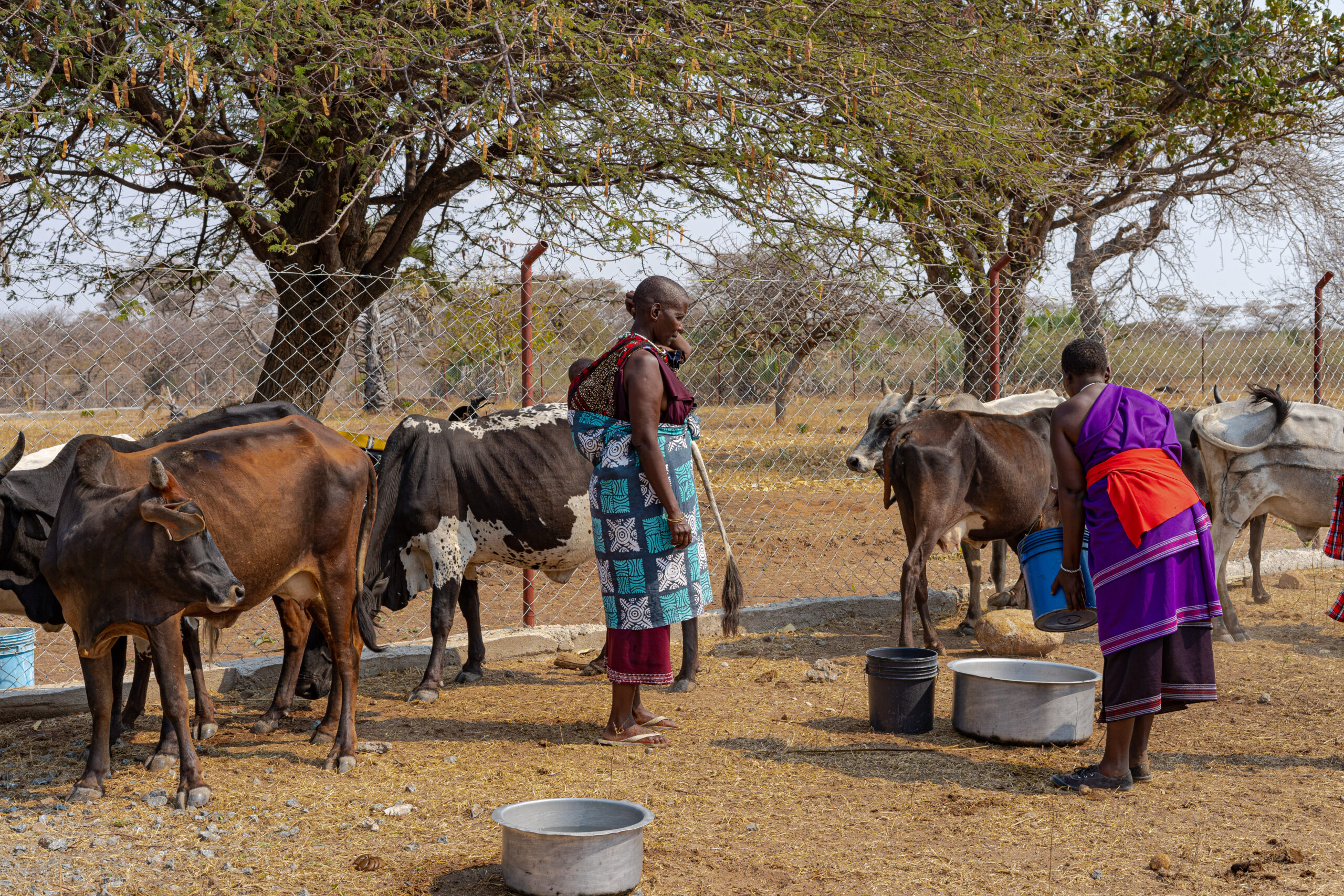 Our drylands are in distress: There’s need for holistic action