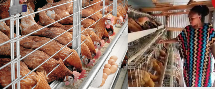 Mary Nyadimo: 30-year-old woman makes over Sh1.2m profit from poultry farming