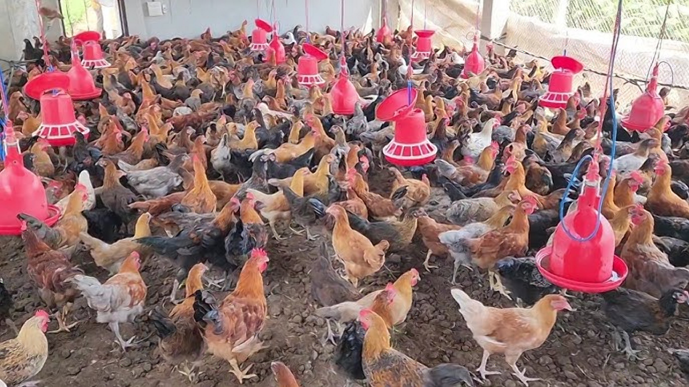 How to start a poultry farming business today and the returns to expect