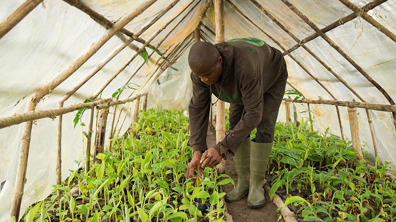 Explainer: Herbs to use as organic pesticides on your crops