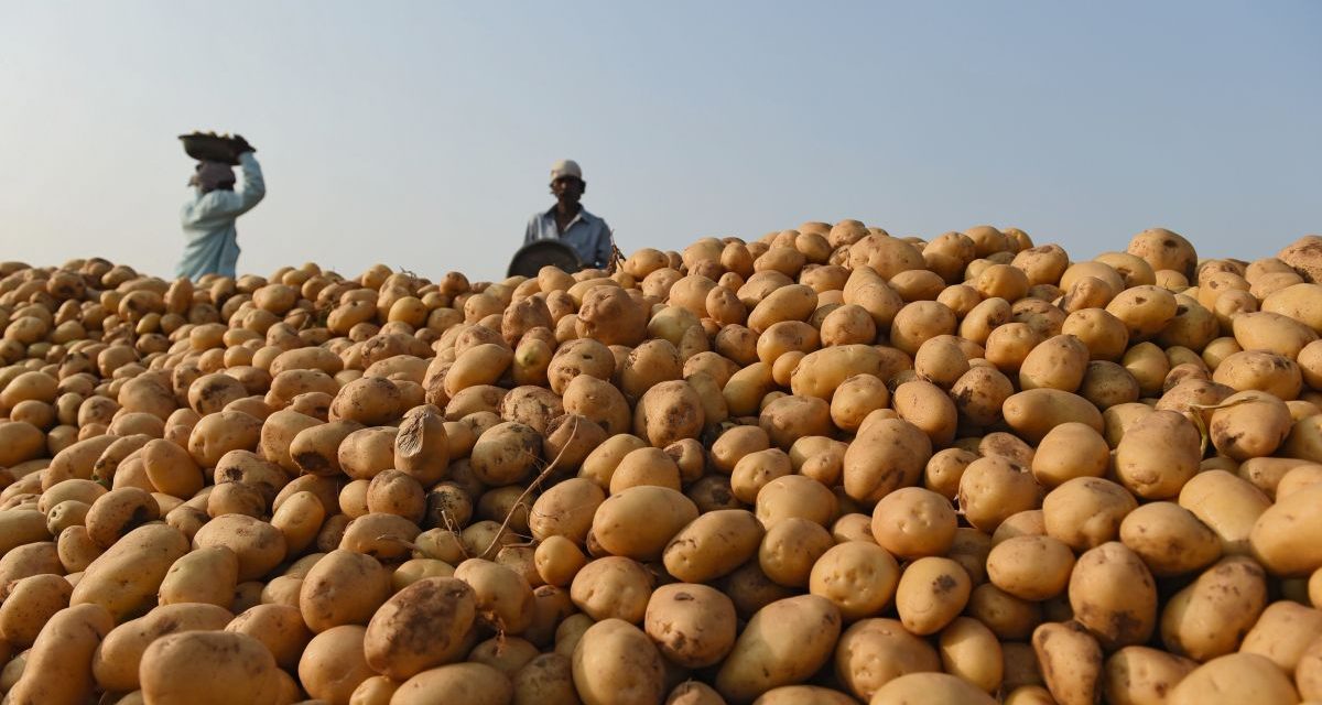 Potato varieties most preferred by farmers in Kenya