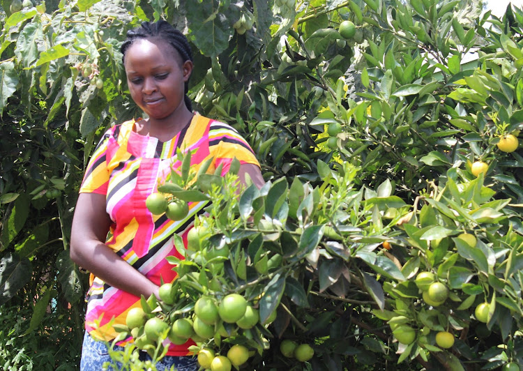 Lydiah Wamuyu: How Nyeri farmer makes millions from tree tomato farming