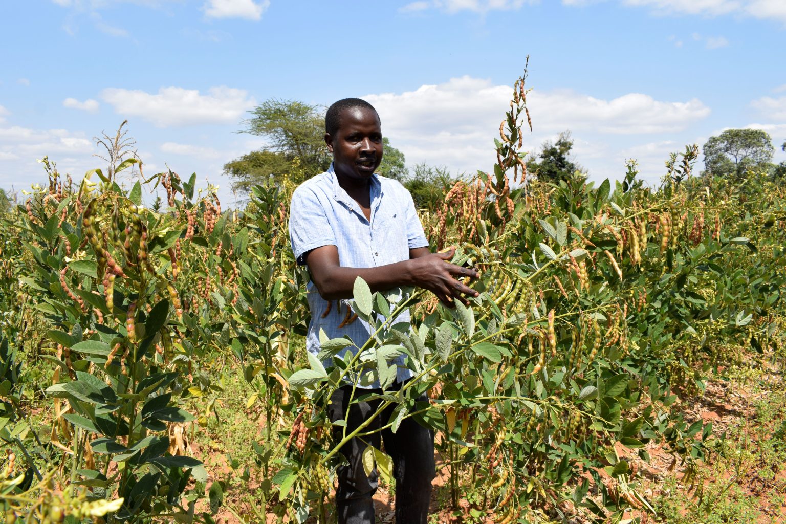 Machakos farmer earning big from the most superior pigeon pea variety