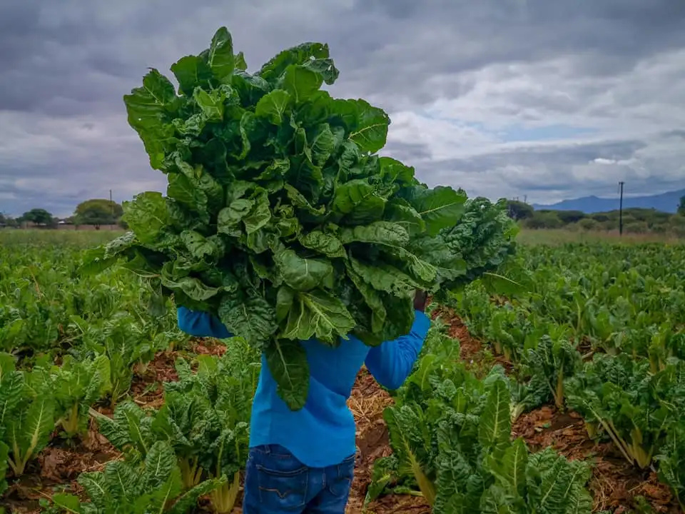 Simple tips to harvest up to 10 tons of spinach from an acre in ten weeks