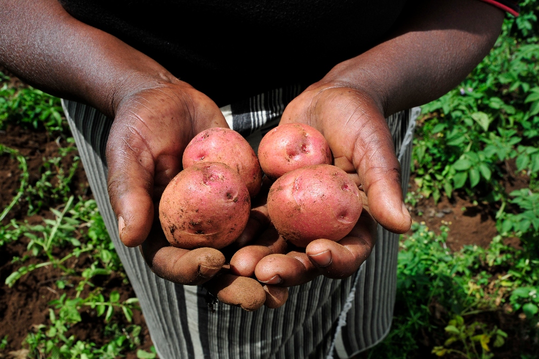 Safeguarding Kenya’s agricultural sector: The role of insurance in enhancing resilience and stability