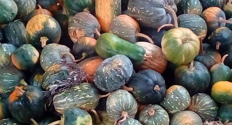 Gatundu farmer earning big from Israel giant pumpkin