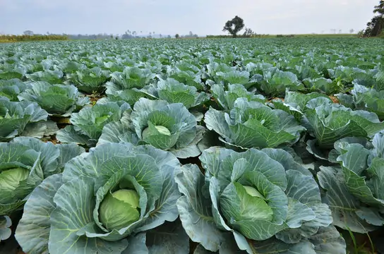 Facts about planting cabbage that every farmer should know