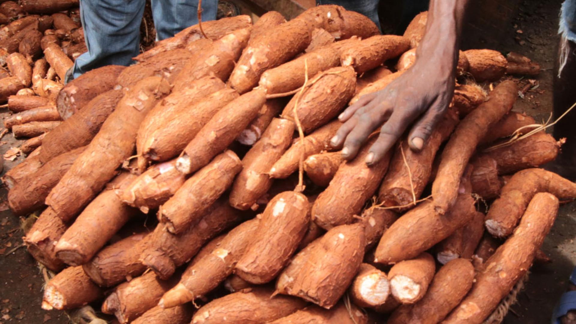 A look at the new KALRO hybrid cassava variety; what makes it a tick?