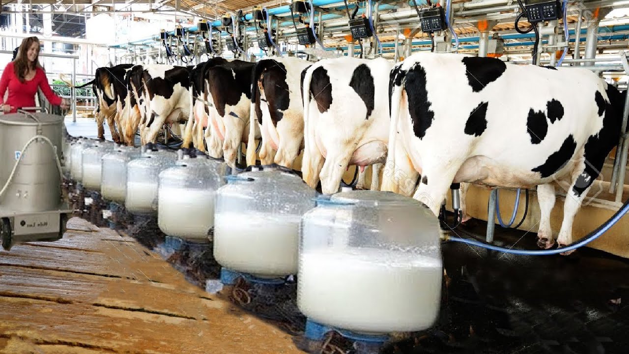 Cost breakdown of setting up a commercial dairy farm