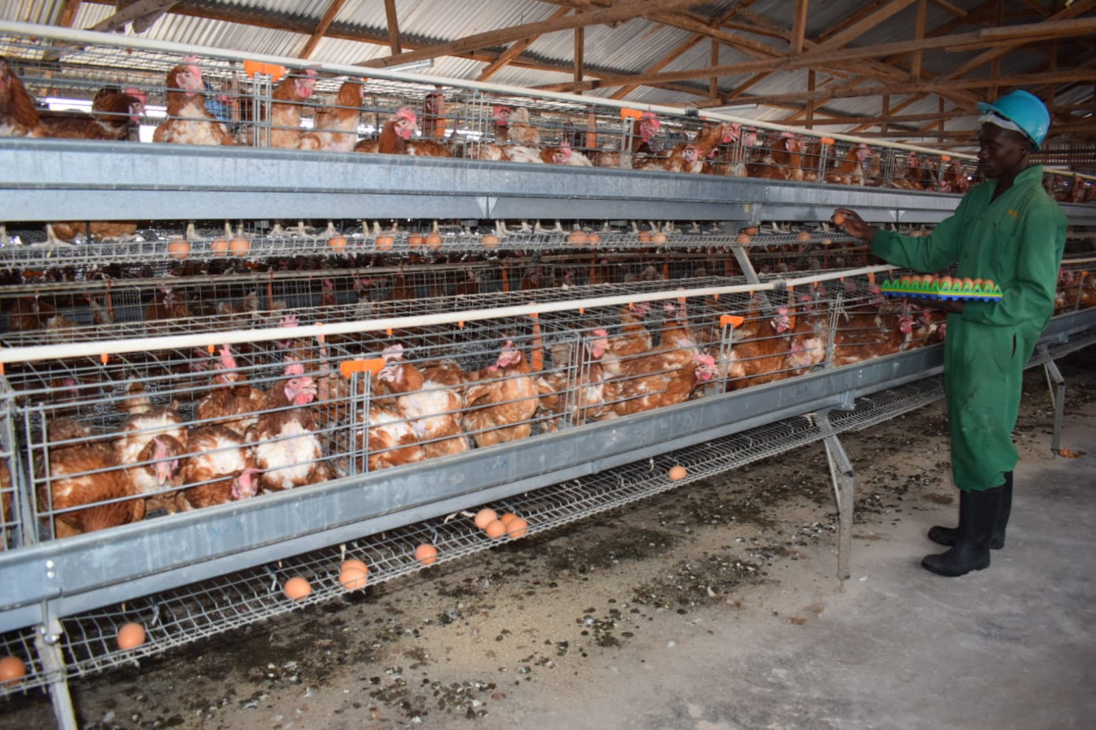 Explainer: How to stimulate egg laying in chicken