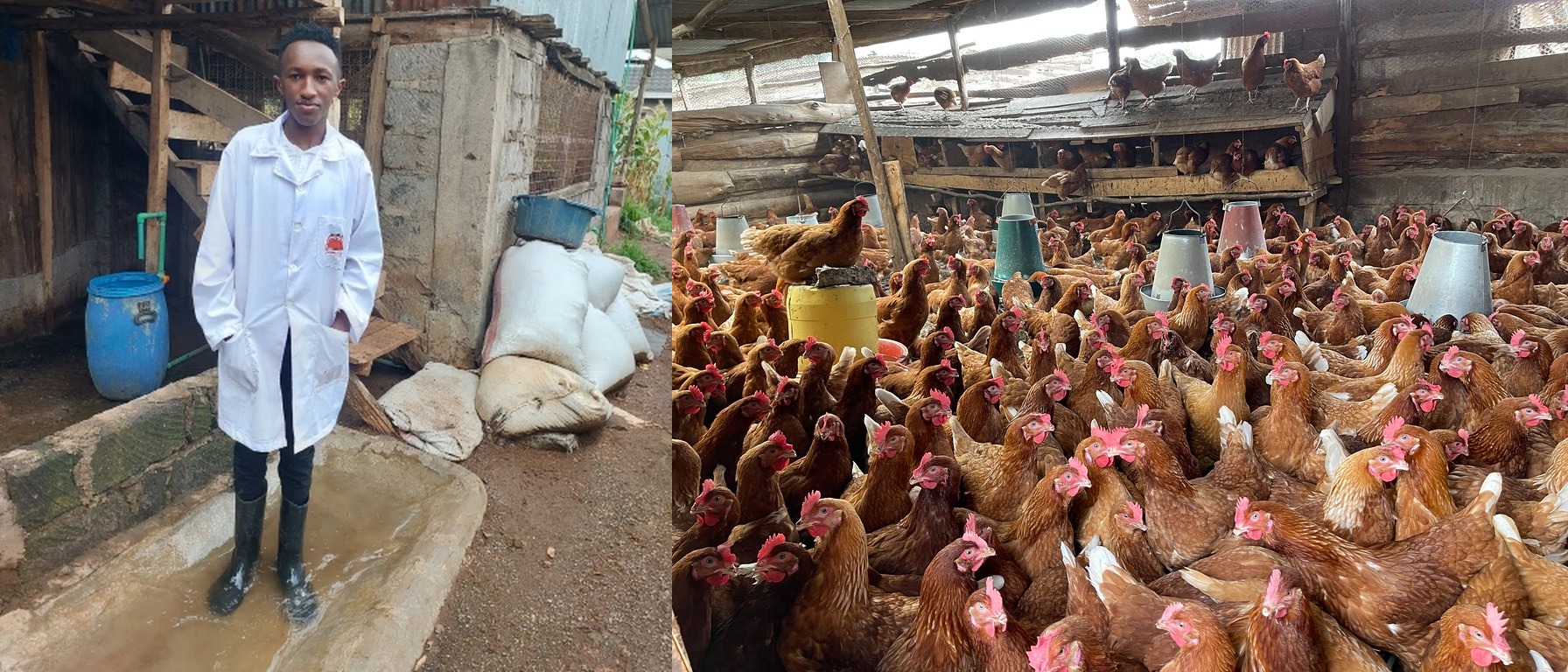 Kelvin Gitau: 22-year-old Kiambu farmer making millions from 4,000 chickens