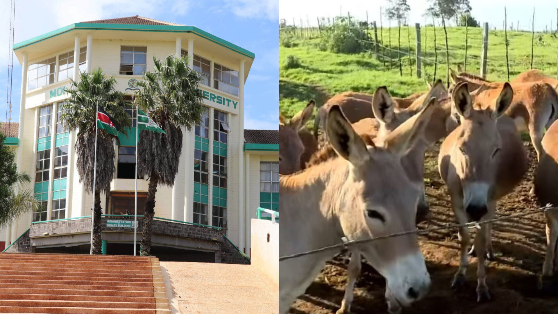 Moi university bought 11 donkeys to replace tractors, whistleblower reveals