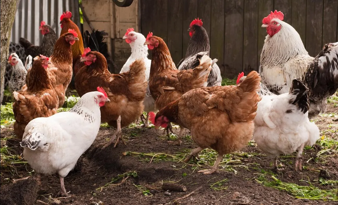 Why Keeping Kienyeji chickens is a wrong business choice