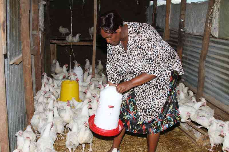 How much profit a first-time broiler farmer can make from 100 birds