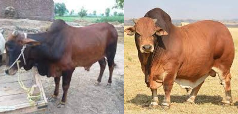 Expert explains how farmers can rake millions from fattening thin cattle in three months