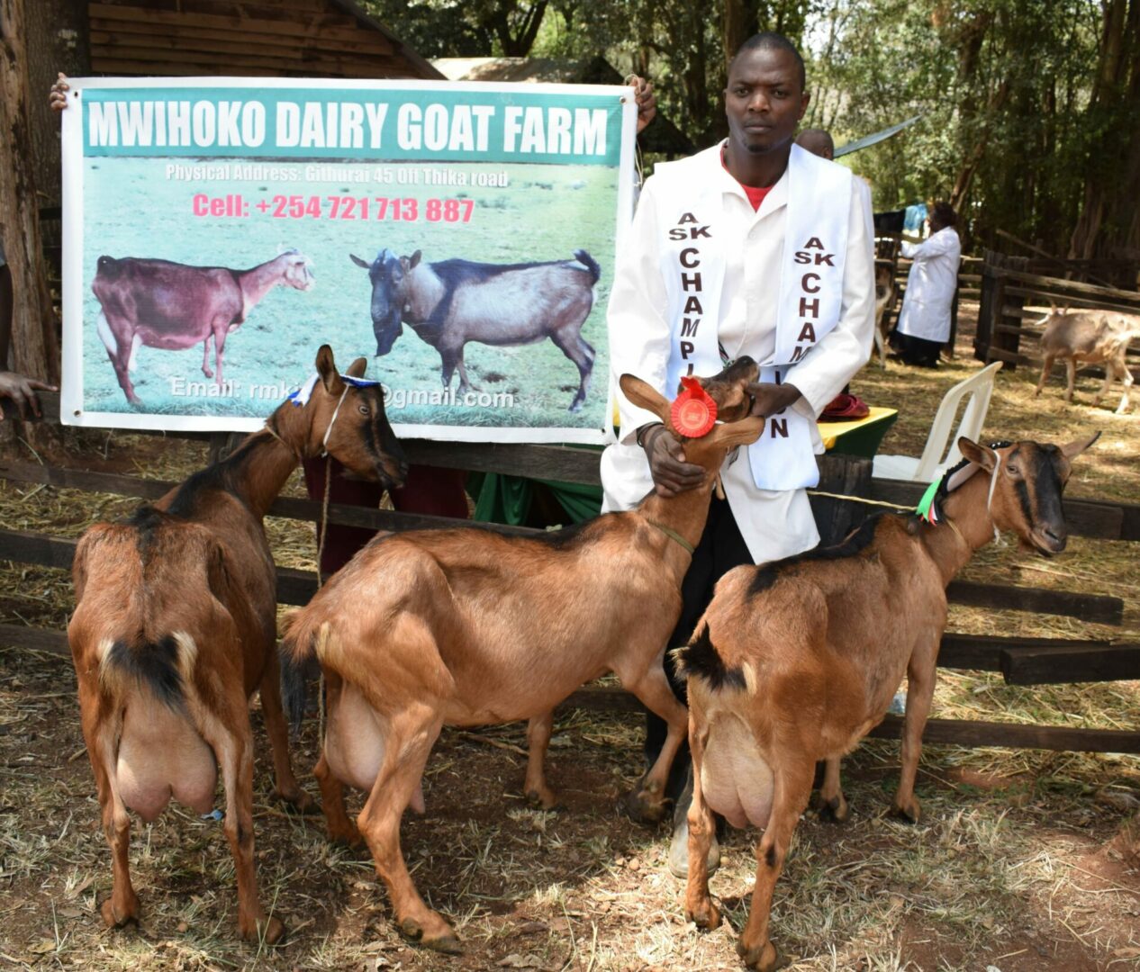 Explainer: How to maximize milk production in Alpine dairy goats