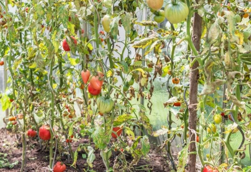 Muhseen Hassan: Lessons I learned after losing Sh150k in tomato farming