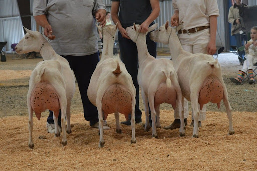 Musa Ibrahim: I ditched local goat breeds for more profitable South African breeds