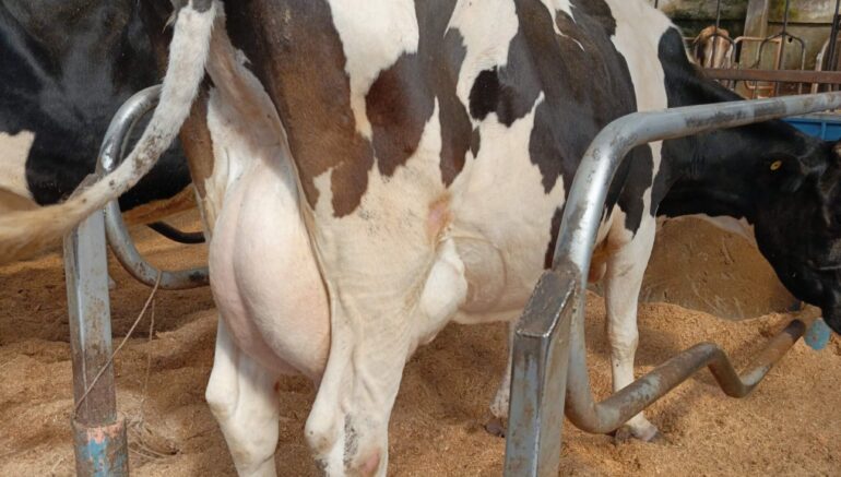 Dairy Farming: Should I buy a cow ready for milking or start with a calf?