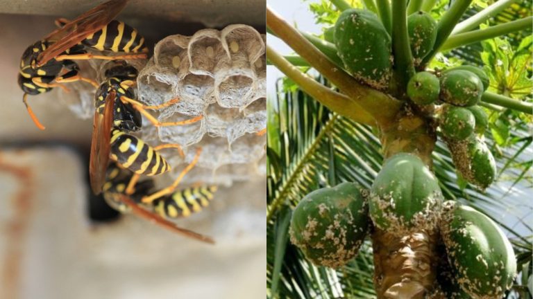 Government approves release of wasps to deal with papaya mealybug