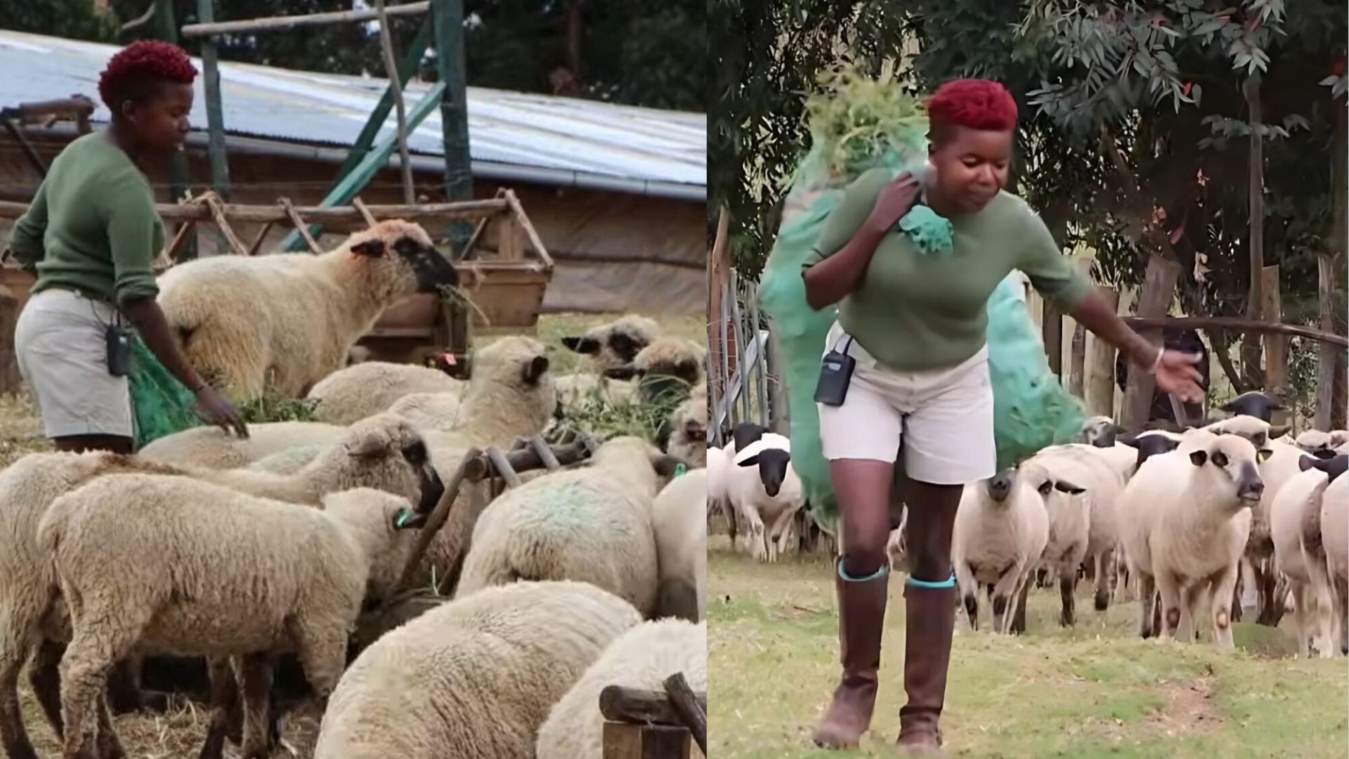 Meet young Kenyan lady breeding South African quality sheep in Nakuru