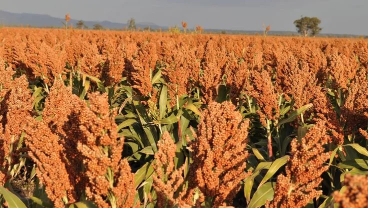 How to win a contract at EABL to supply sorghum