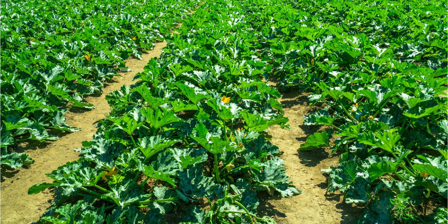 Factors to consider before venturing into vegetable farming for quick profit