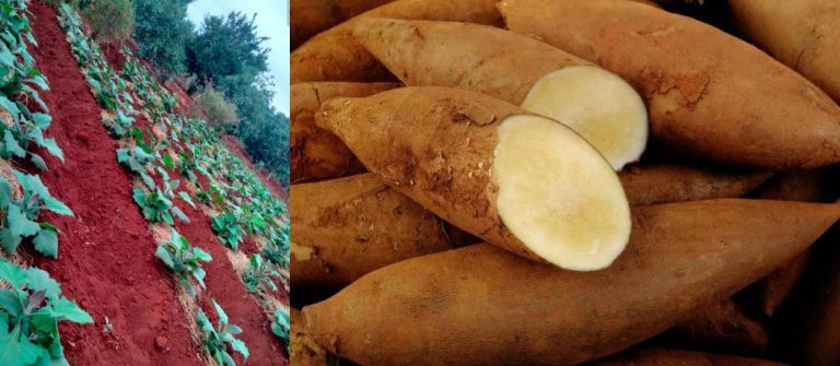 Yacon farming: How Kenyan farmers are cashing from this apple tuber