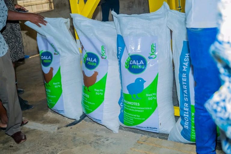 How school fees challenges led to the establishment of Dala Feeds