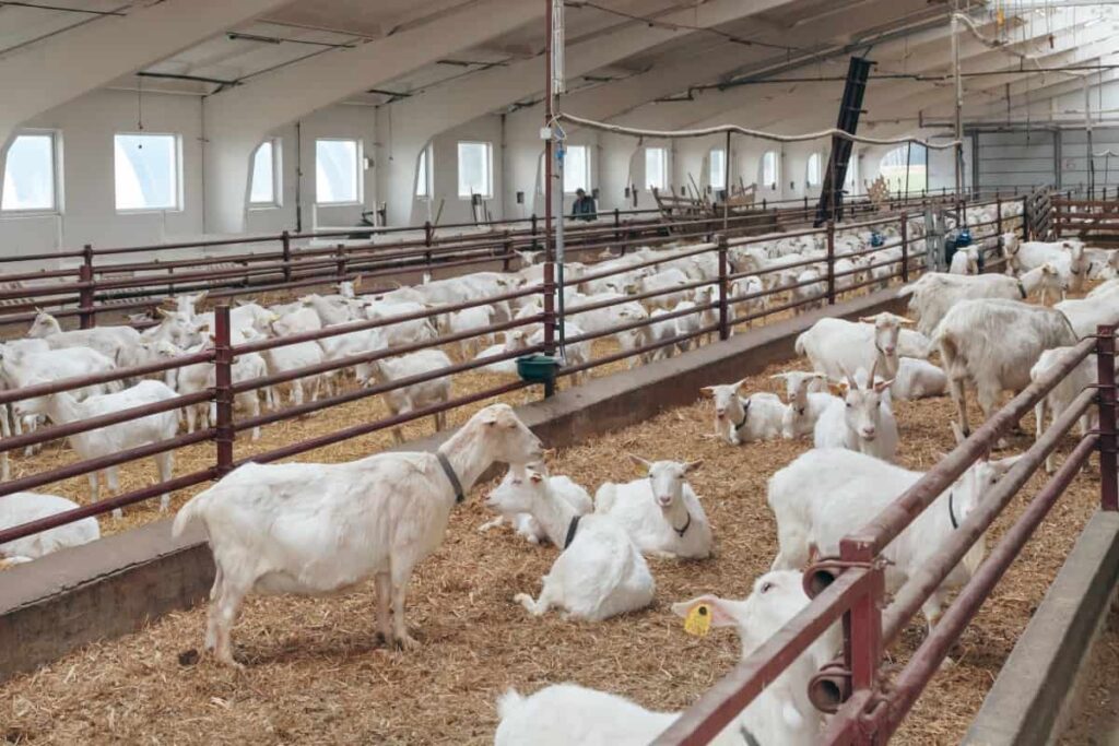 Why farmers are rushing to invest in goat farming