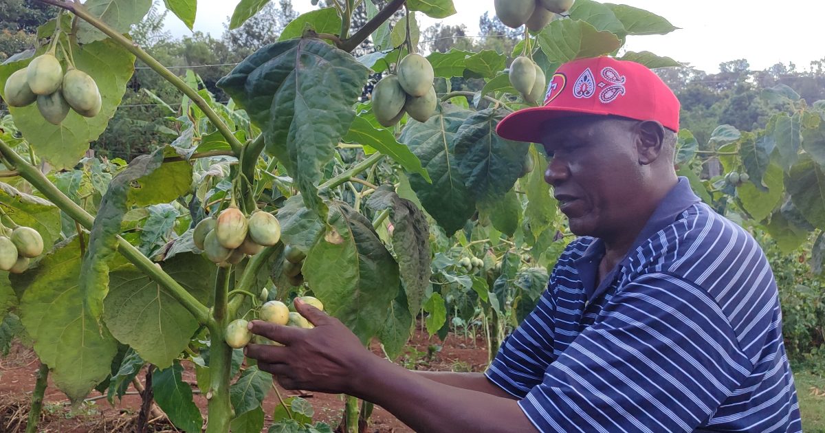 Murang’a farmer earning big from Tamarillo farming