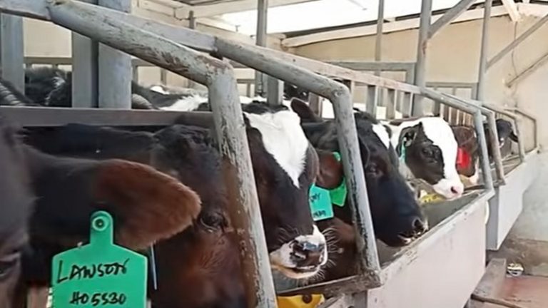 Meet young Kiambu farmer making millions from dairy farming