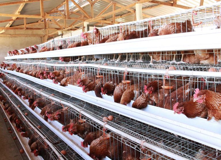 John Rapando: How I make Sh25,000 daily after starting poultry farming with Sh30,000