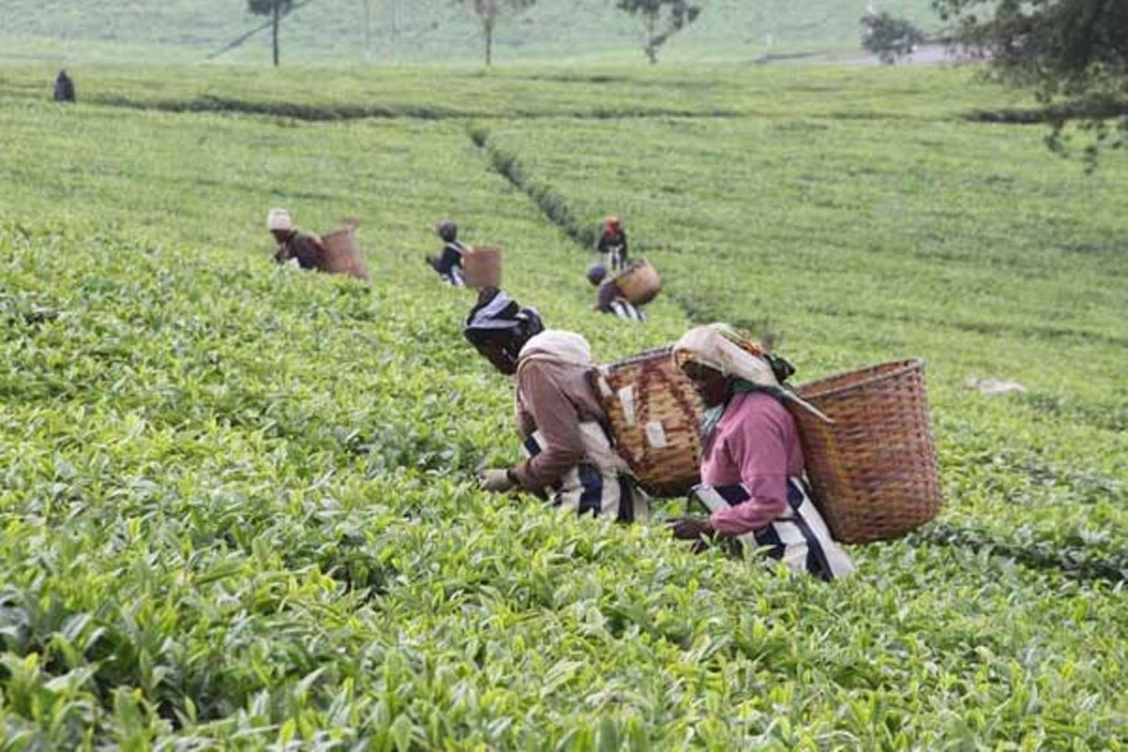 Government to introduce new levy to increase tea marketing and research