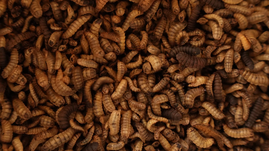 Black Soldier Fly: Magic insect helping farmers cut feed cost by 40 percent