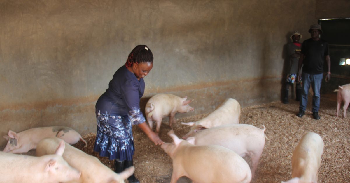 Catherine Njoki: How I made Sh750,000 from a single pig sale