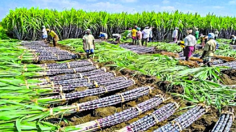 Agribusiness: Kenya’s engine for growth and youth empowerment.
