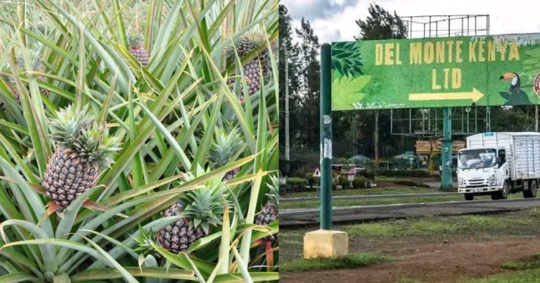 Pineapple farm (left) and Del Monte factory signage (right), marking the firm's move to turn pineapple waste into eco-friendly products through Mananasi Fibre acquisition.