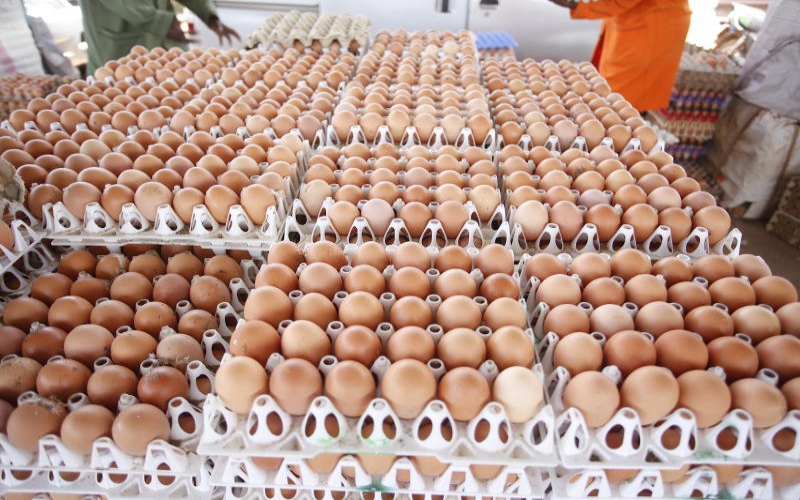 Things I changed on my poultry farm and increased egg production instantly