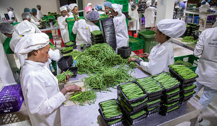 Joseph Muchiri: How I secured French bean export market