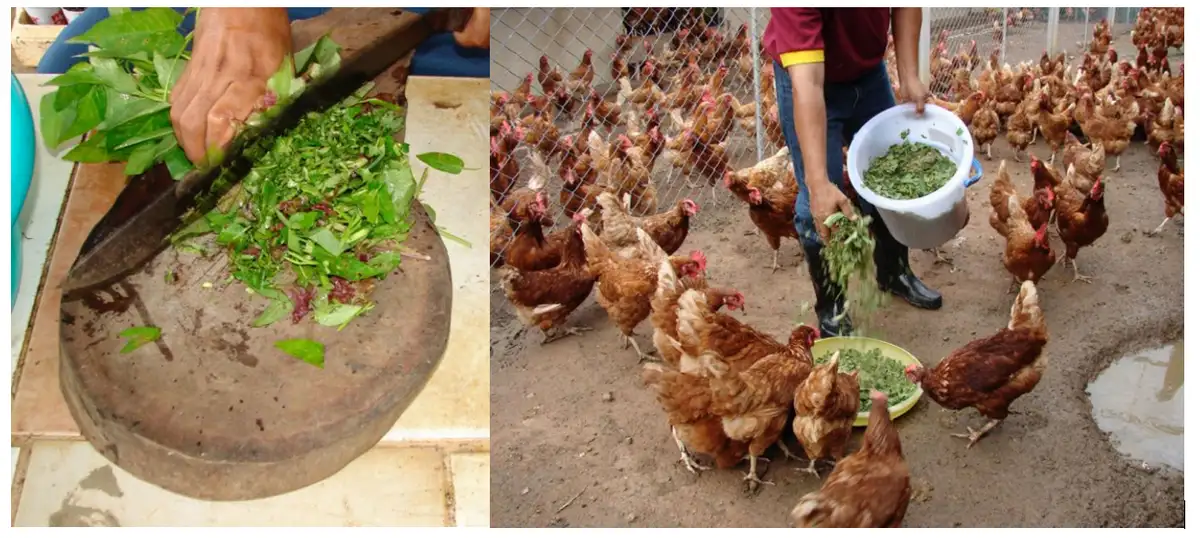 Moringa plant uses and how to use it in poultry farming