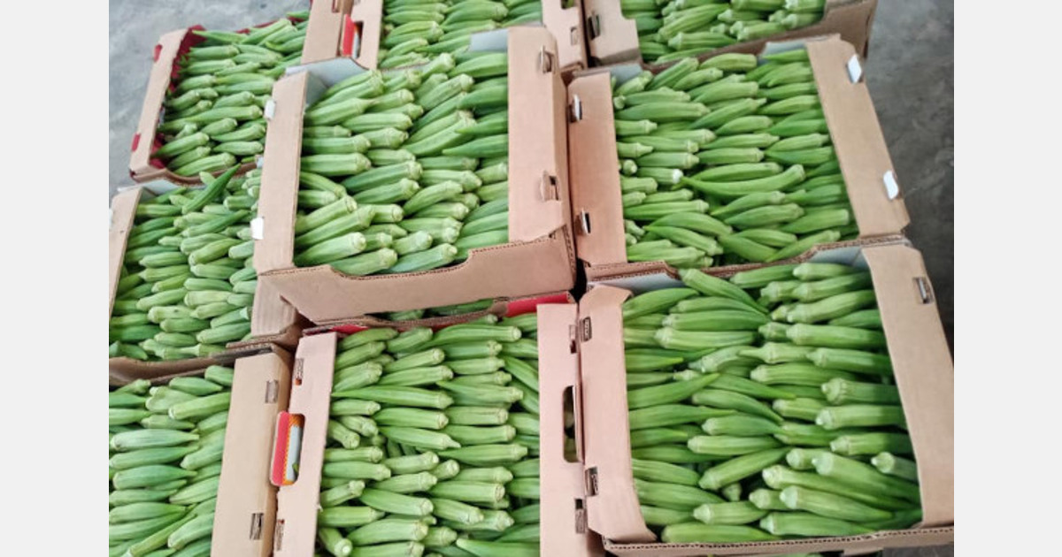 Kenyan farmer raking fortune from Okra value addition, exporting to South Sudan