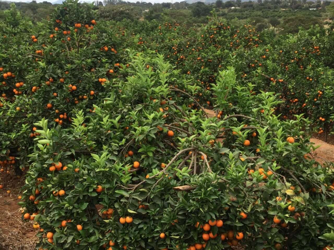Untold dark side of pixie farming: Why you may not make money from this profitable venture