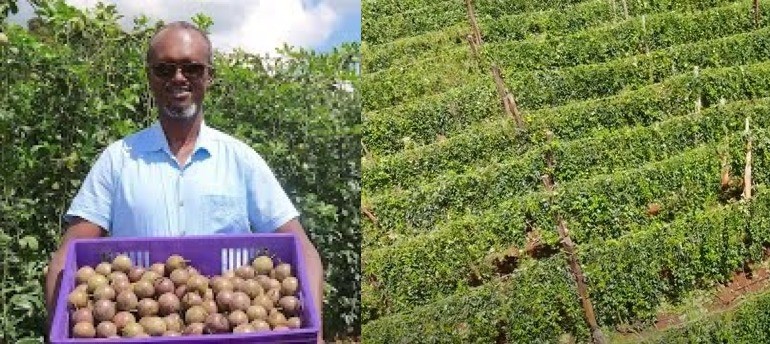 Richard Ndung’u: Farmer shows off multimillion passion fruits orchard in Thika