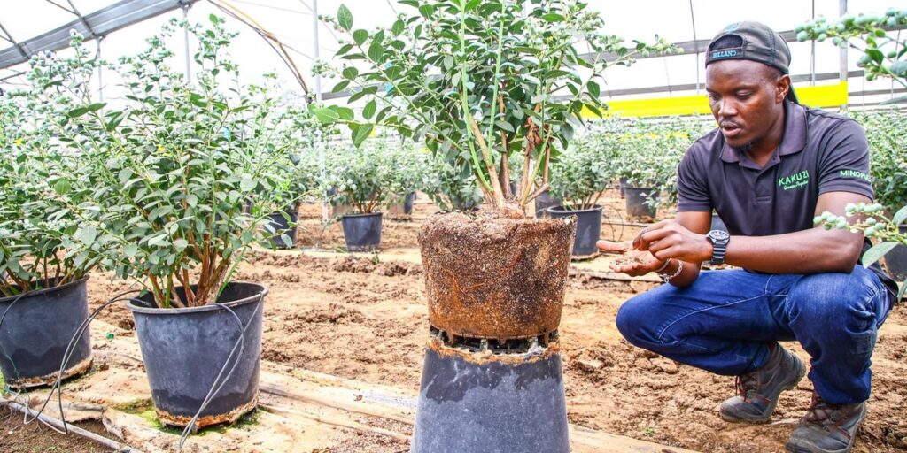 JKUAT graduate falls in love with blueberry farming, managing over 35,000 plants