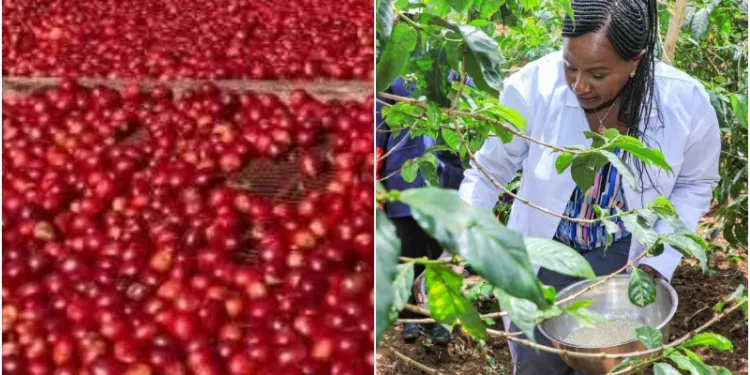 Wavinya Ndeti invests Sh72 million to revive Machakos coffee sector