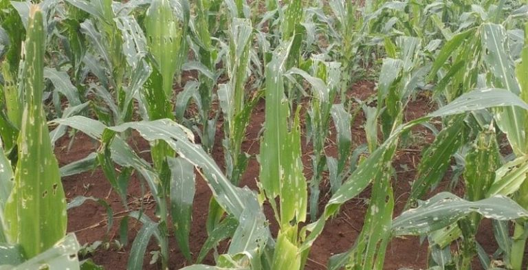 How Embu farmers are beating armyworms without breaking the bank